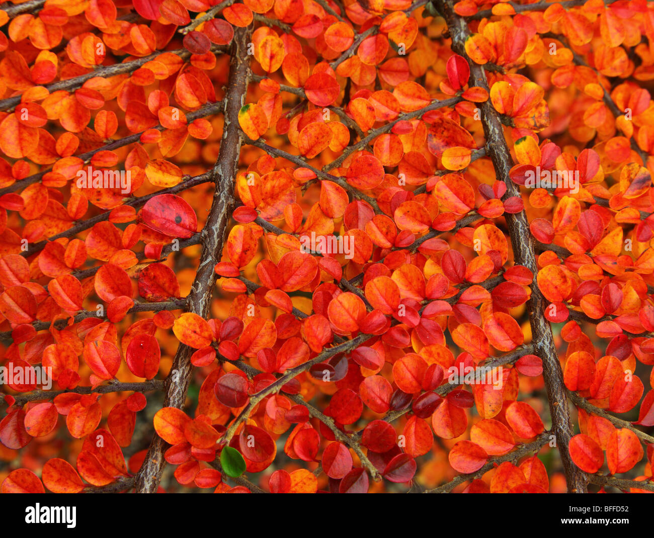 Rojo vivo cotoneaster arbusto hojas en otoño Cotoneaster hjelmquistii Foto de stock