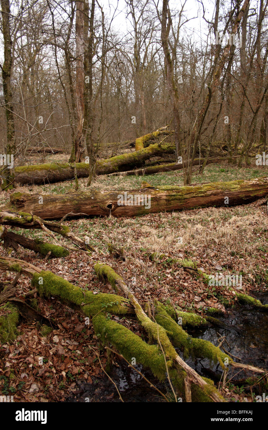 Primitivo bosque de tierras bajas en Eslovenia Foto de stock