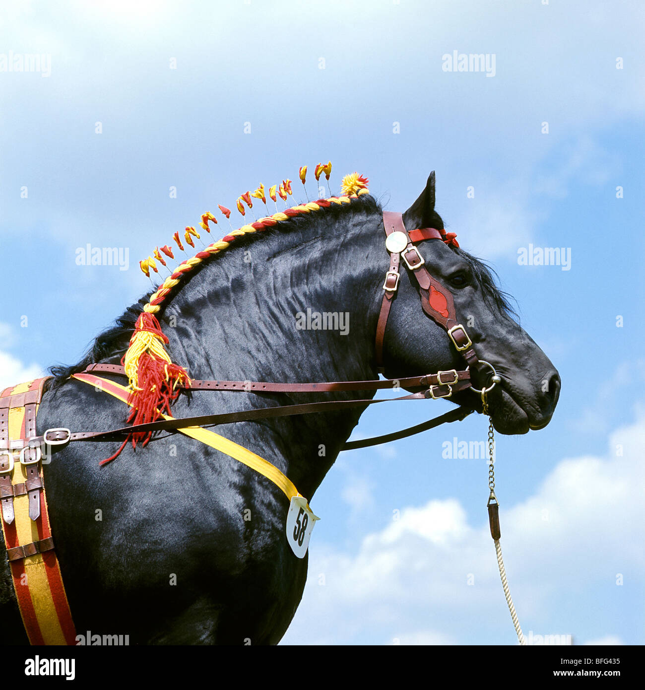 Percheron stallion busca magnífico, en un show, jefe estudio Foto de stock