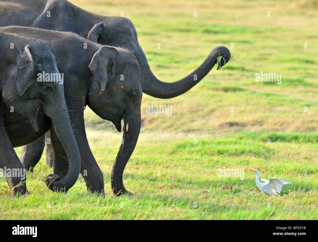 Minneriya National Wildlife Park, Sri Lanka, safari en Minneriya National Wildlife Park, Sri Lanka Foto de stock