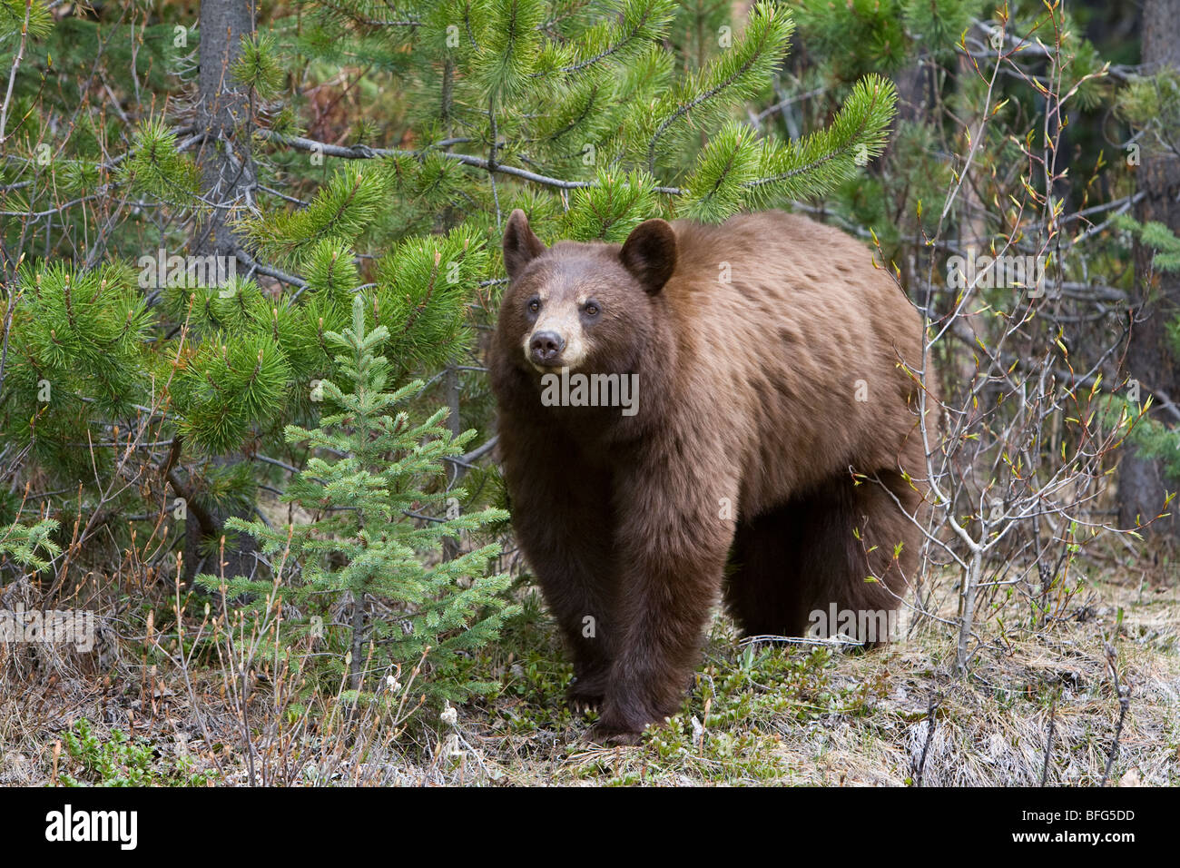 Oso negro americano (Ursus americanus) fase de canela el Parque Nacional Jasper Alberta Canada. pelo de oso negro puede oscilar de bla Foto de stock