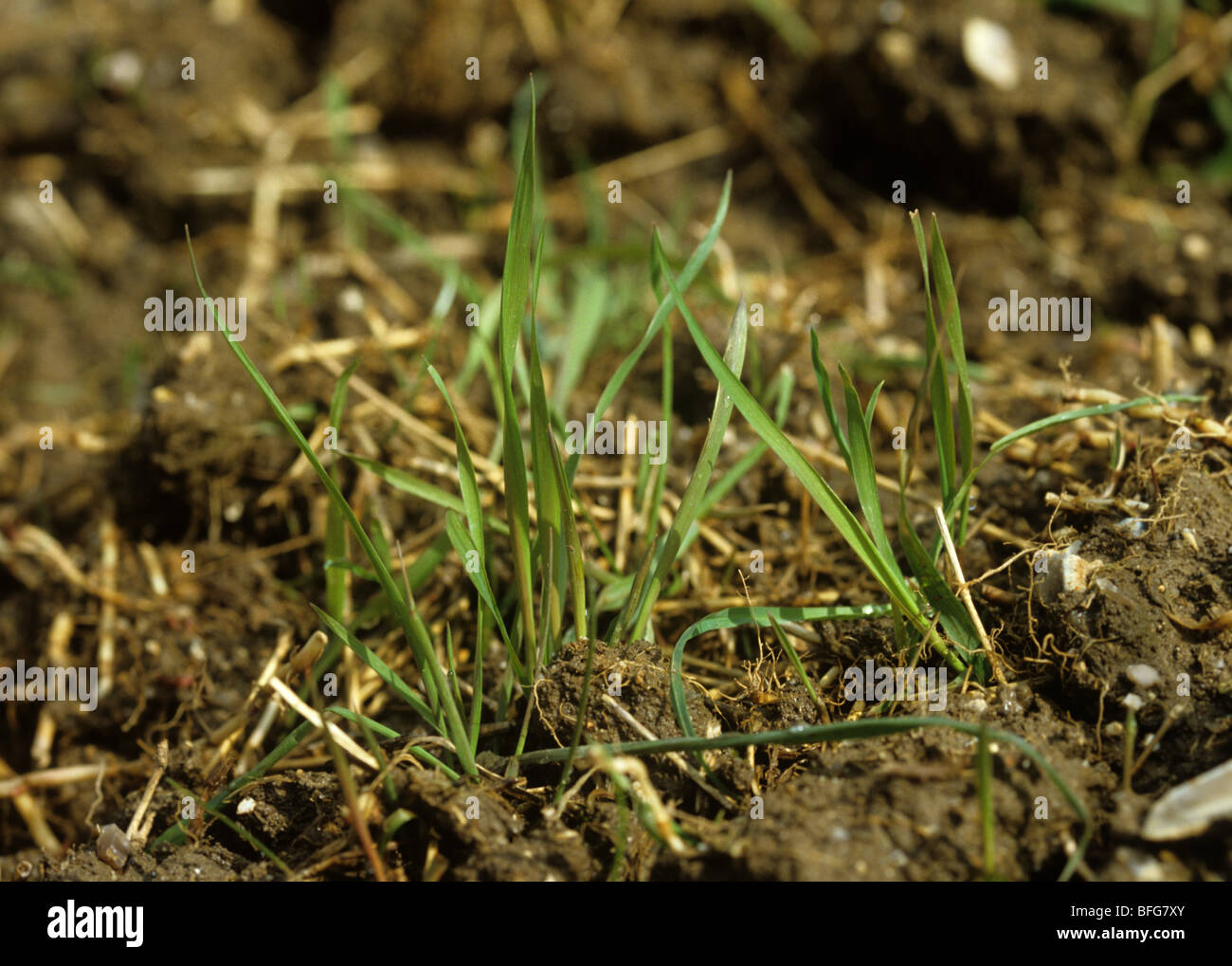 Sofá o twitch hierba (Agropyron repens) dispara fragmentada en un semillero preparado hollín Foto de stock