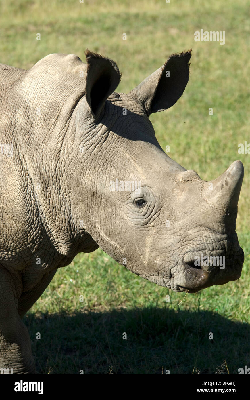 Rinoceronte blanco joven Foto de stock