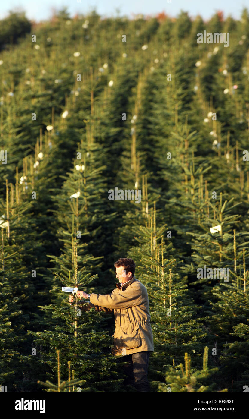 Filas de Nordman y nobles abetos crecen en una granja en el Nordeste de Escocia y listos para ser talados para la venta de árboles de Navidad Foto de stock