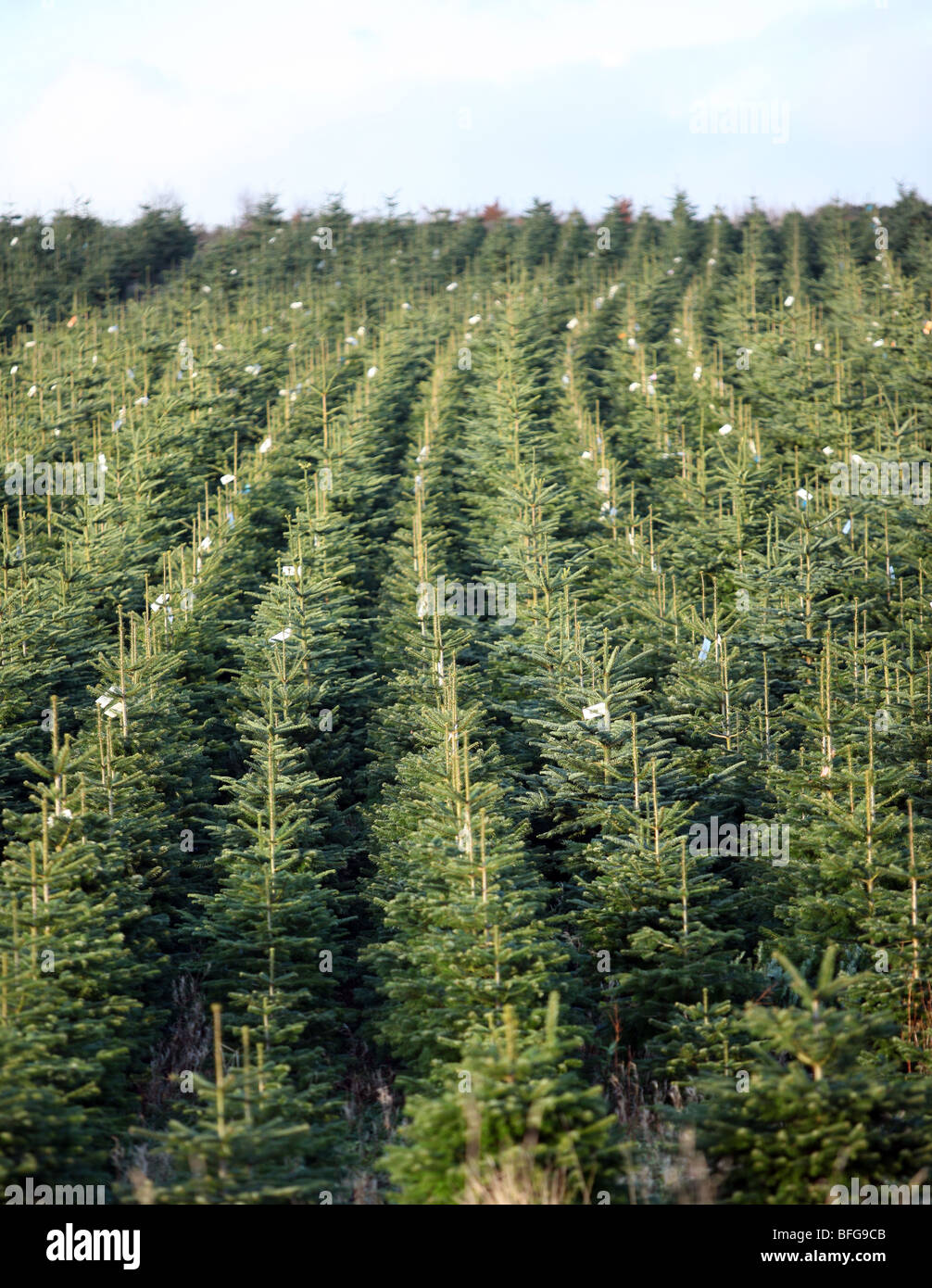 Filas de Nordman y nobles abetos crecen en una granja en el Nordeste de Escocia y listos para ser talados para la venta de árboles de Navidad Foto de stock