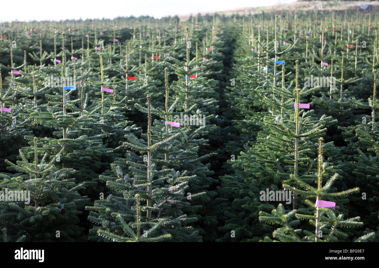 Filas de Nordman y nobles abetos crecen en una granja en el Nordeste de Escocia y listos para ser talados para la venta de árboles de Navidad Foto de stock