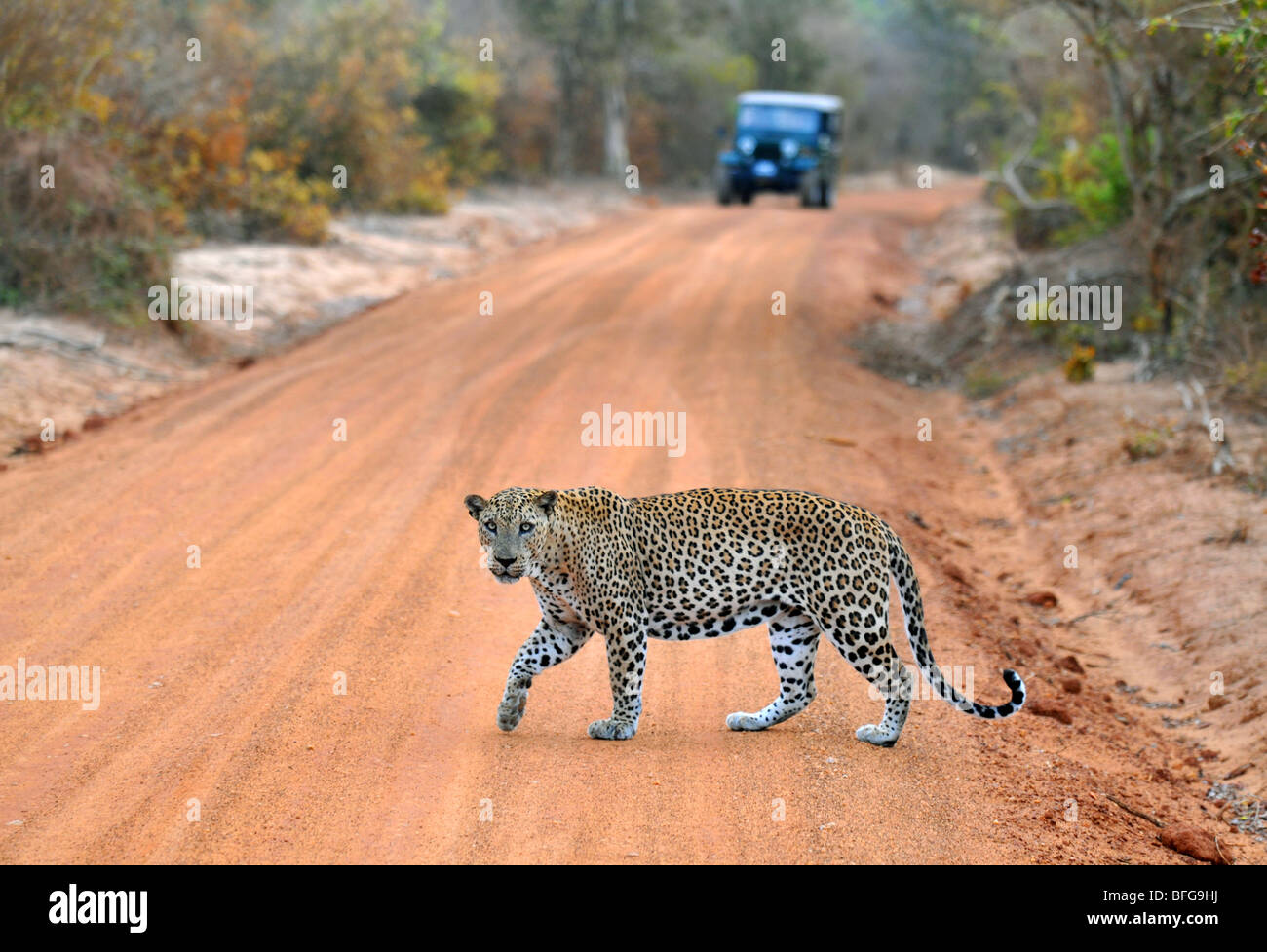 El leopardo (Panthera pardus kotiya), Wildlife Park, el Parque Nacional de Yala en Sri Lanka, safari en Yala, leopardo de Sri Lanka Foto de stock
