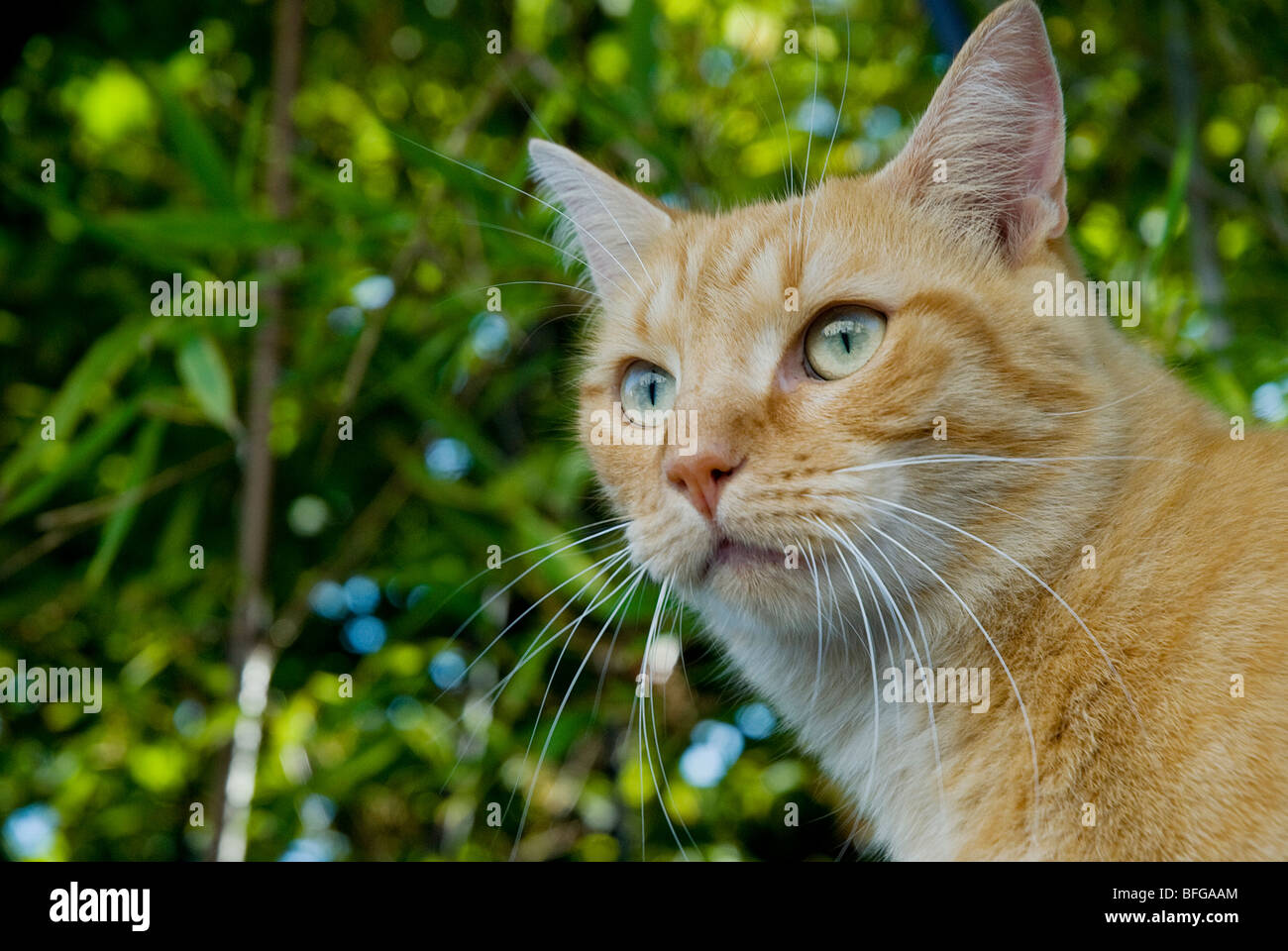 Ginger cat en Francia Foto de stock