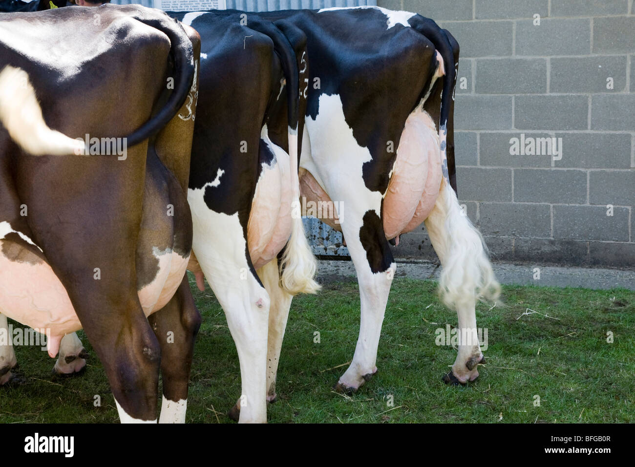 Ubres de vaca Foto de stock