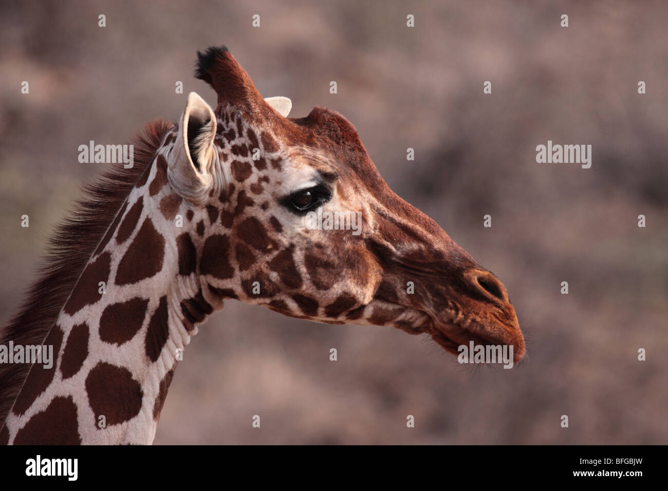 cabeza de jirafa Foto de stock