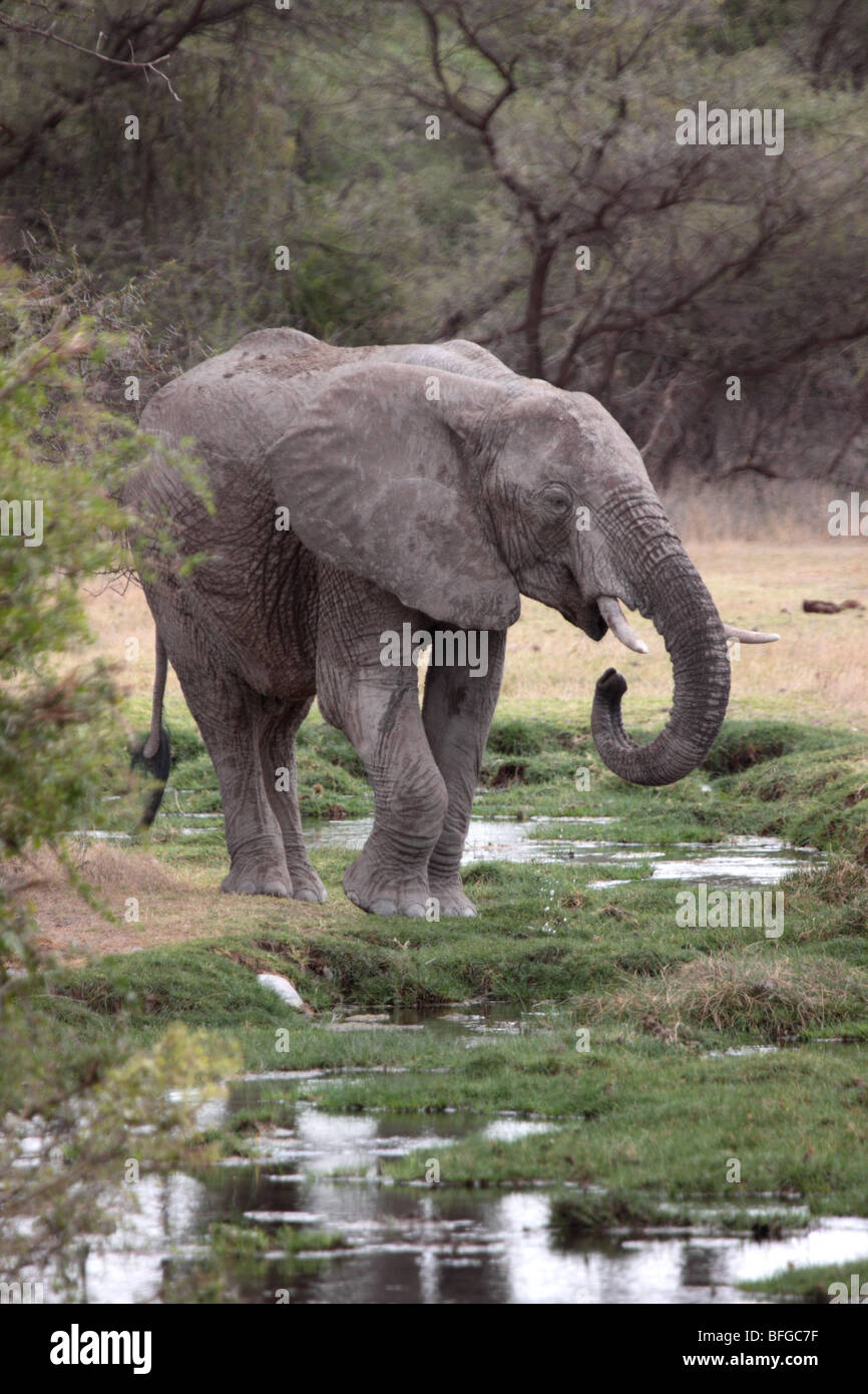 Elefante africano beber Foto de stock