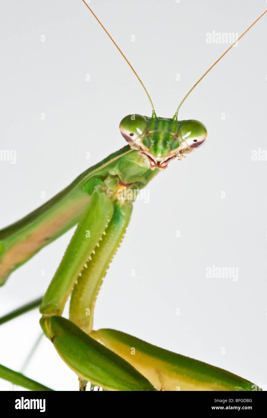 'Mantis religiosa' mantis insecto retrato cercano-macro Foto de stock