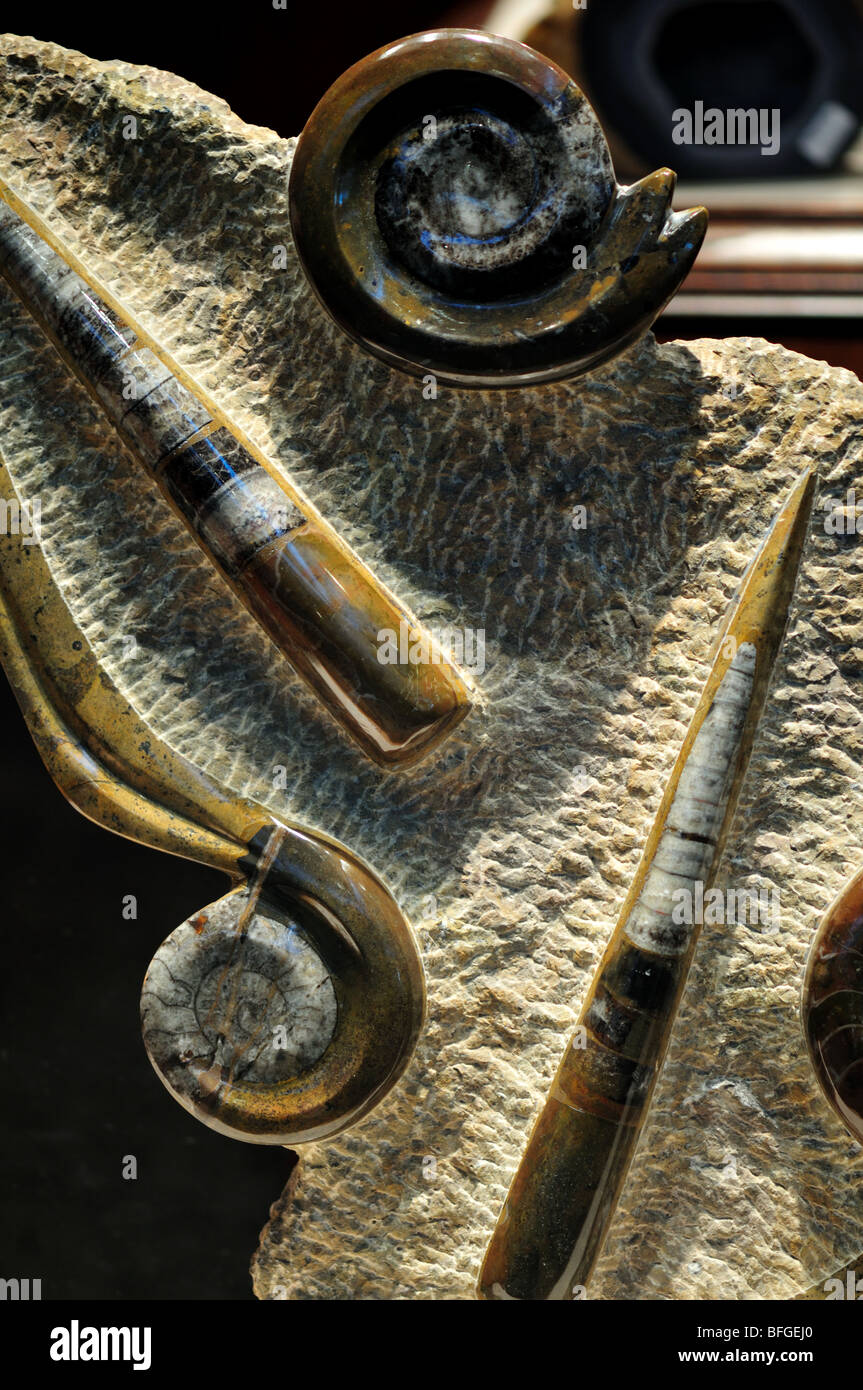 Pantalla de fósiles de ammonites Foto de stock