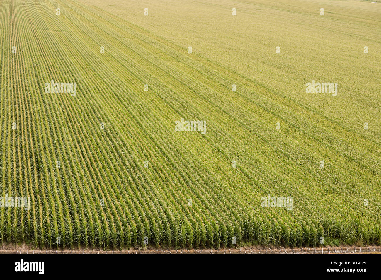 Vista aérea de un campo de maíz de maíz estadounidense con el riego en verano. North Platte, Nebraska, Great Plains, EE.UU. US Foto de stock