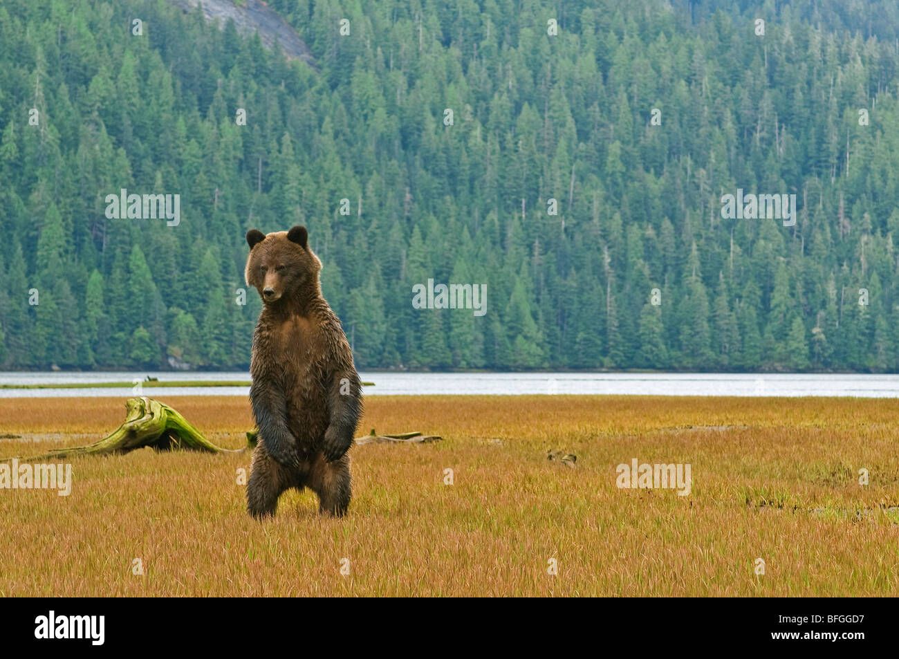 Macho oso grizzly (Ursus arctos horribilis) se levanta sobre sus patas traseras para comprobar el resto de osos en la zona en el Khutzeymateen Grizzly ser Foto de stock