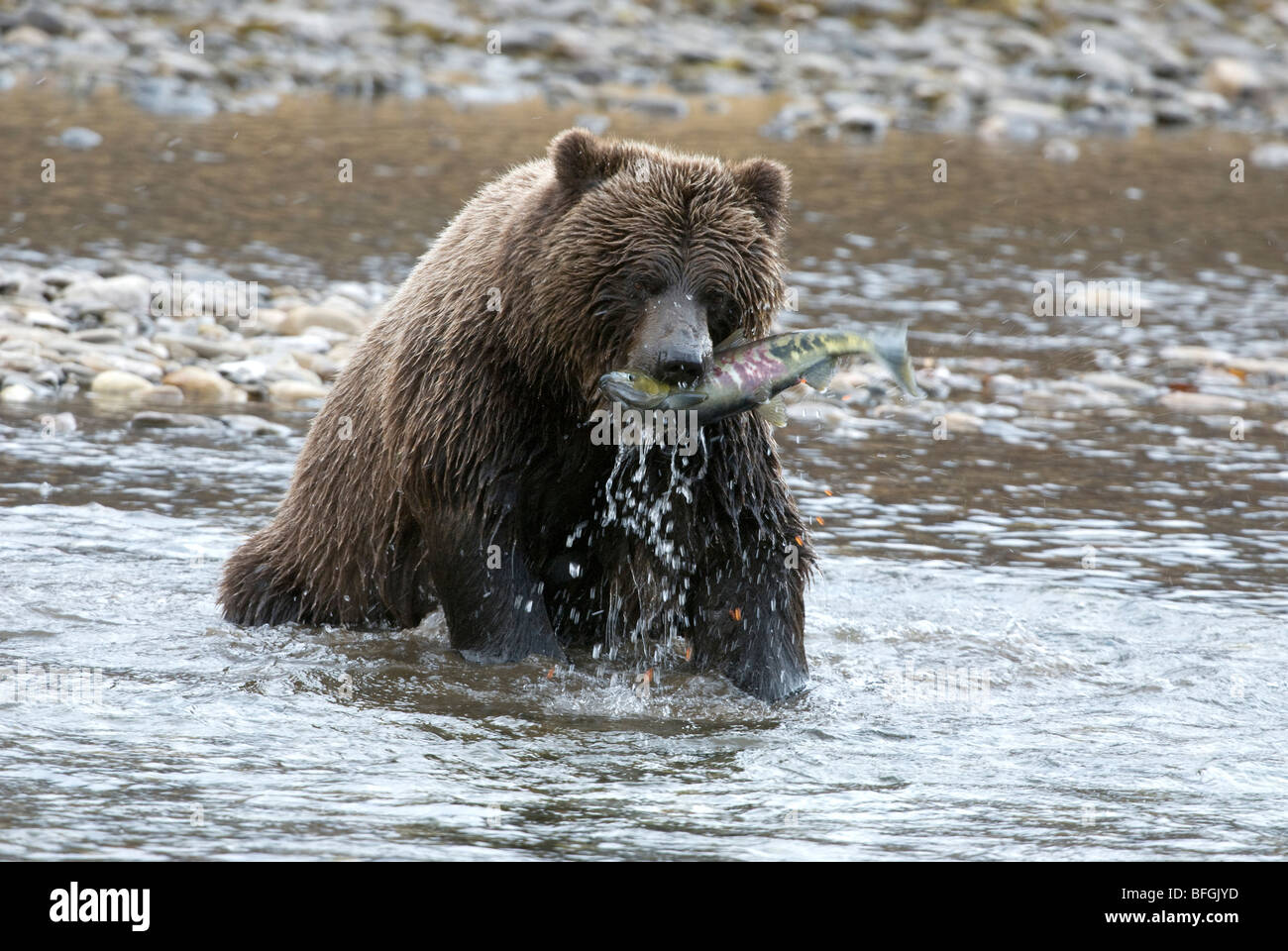 Salvaje Grizzly Bear atrapar chum o perro de la pesca de salmones en el río Rama a principios del invierno. Rama de pesca Ni'iinlii'njik Park Yuko Foto de stock