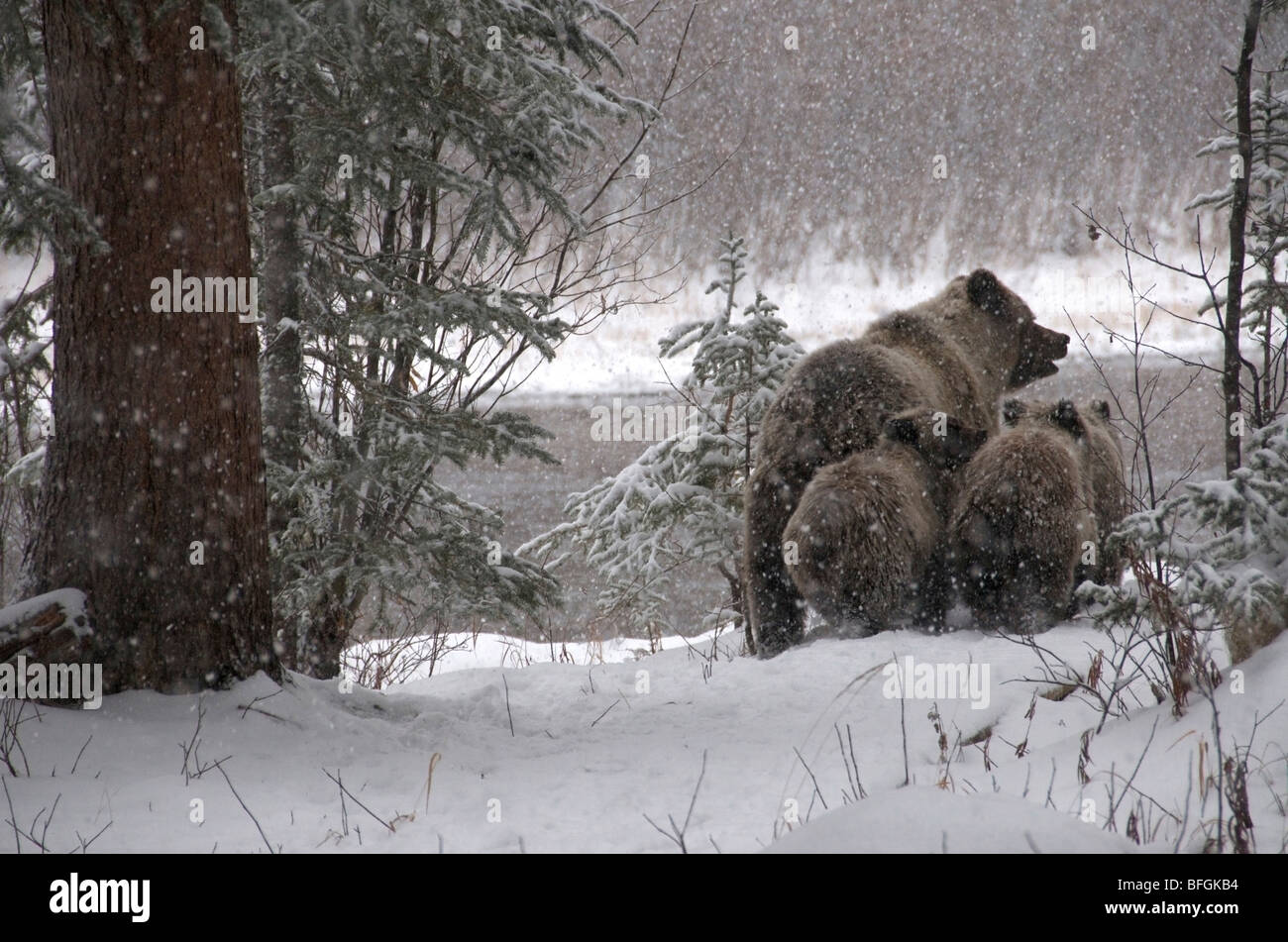 Oso grizzly (Ursus arctos) siembre y 1er año cubs caminando a través del bosque cubierto de nieve. Rama de pesca fluvial ecológico Njik iinlii Ni'R Foto de stock