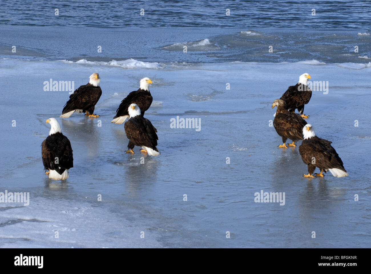 Encuentro de águilas calvas (Haliaeetus leucocephalus) en la costa de la  Bahía de Kachemak congelados, Homer, Alaska, EE.UU Fotografía de stock -  Alamy