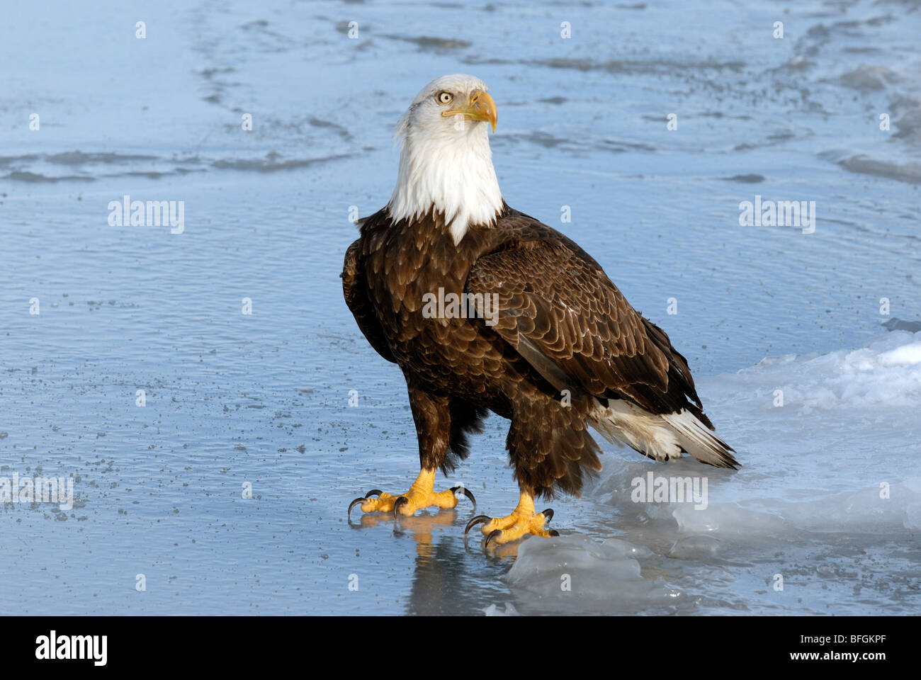 El águila calva (Haliaeetus leucocephalus) parado en el lago congelado,  Homer, Alaska,  Fotografía de stock - Alamy