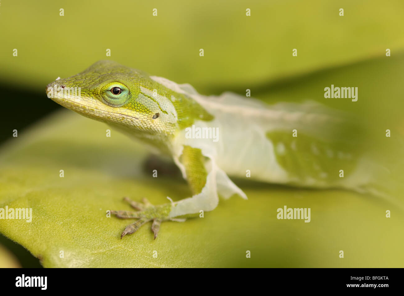 Cerca de una lagartija derramando su piel, Hawai Foto de stock