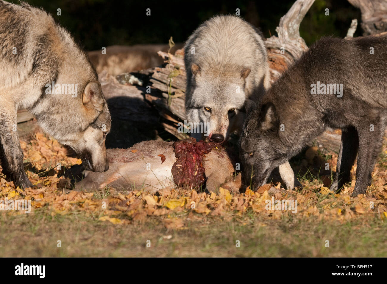 Pack de madera, o grises, lobos con matar un ciervo. Foto de stock