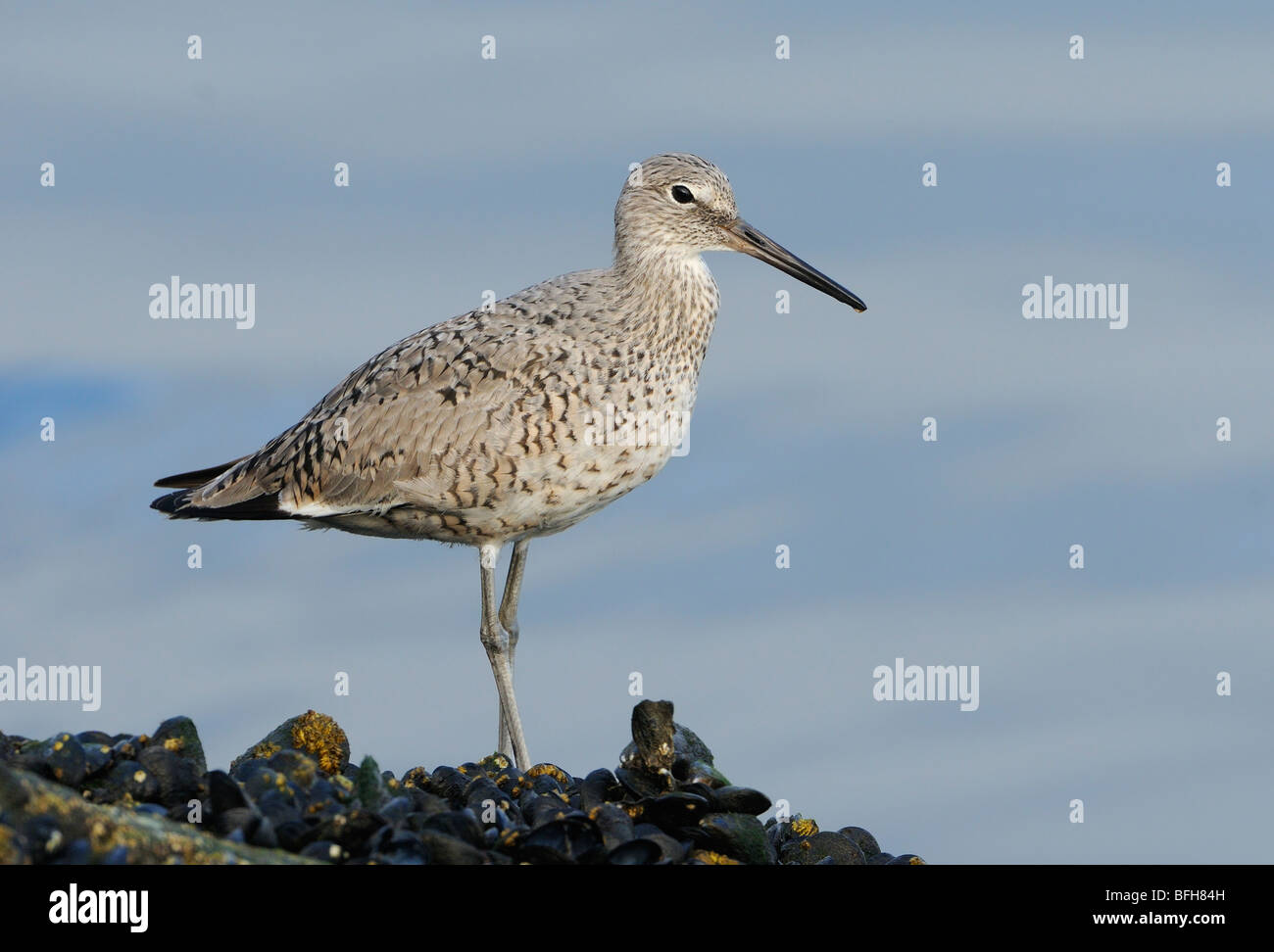 Willet (Tringa semipalmata) en costa rocosa en la Playa Del Ray, CA, EE.UU. Foto de stock
