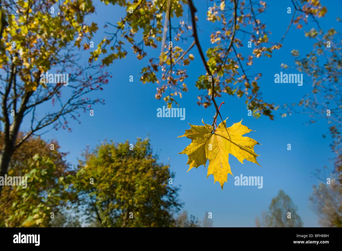 Idilio otoño ambiente stilllife todavía la última hoja hojas otoñales de cosecha colorear el follaje de color brillante sol idílico Foto de stock