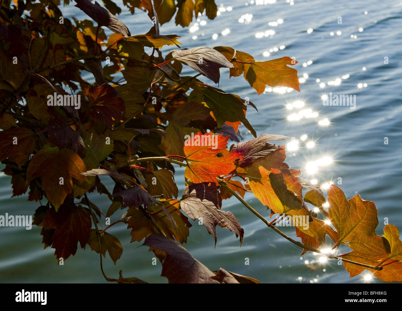 Idilio otoño ambiente stilllife todavía la última hoja hojas otoñales de cosecha colorear el follaje de color brillante sol idílico d Foto de stock