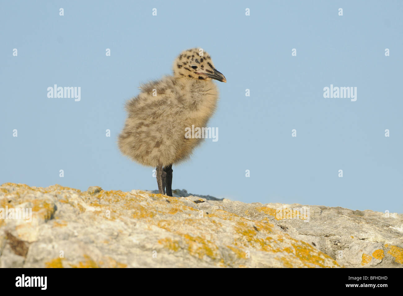 Alas glaucas (Larus glaucescens) aves juveniles en islotes de cadena - Victoria BC Canada Foto de stock