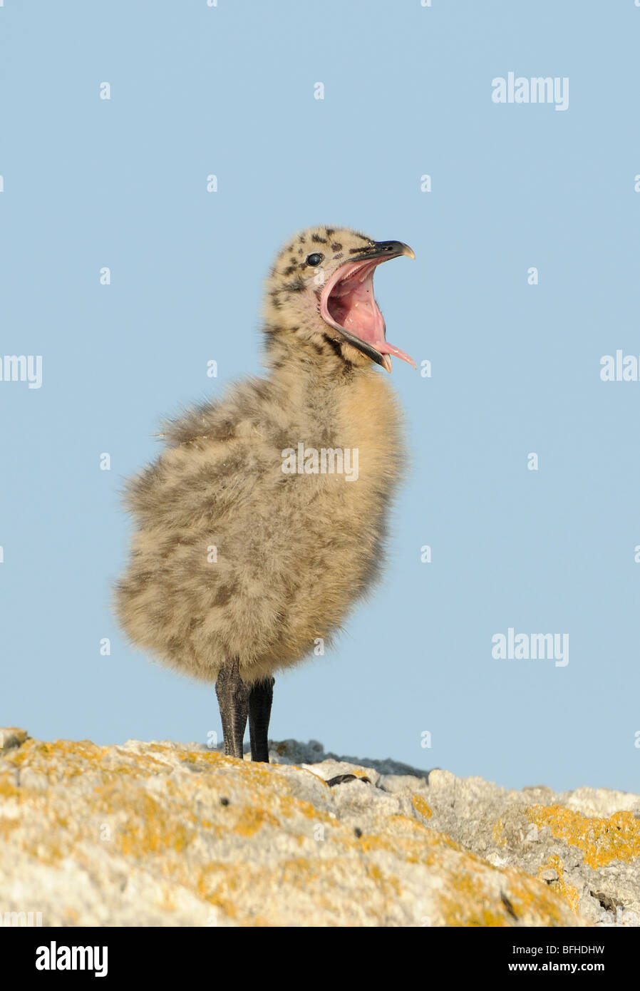 Alas glaucas (Larus glaucescens) aves juveniles en islotes de cadena - Victoria BC Canada Foto de stock