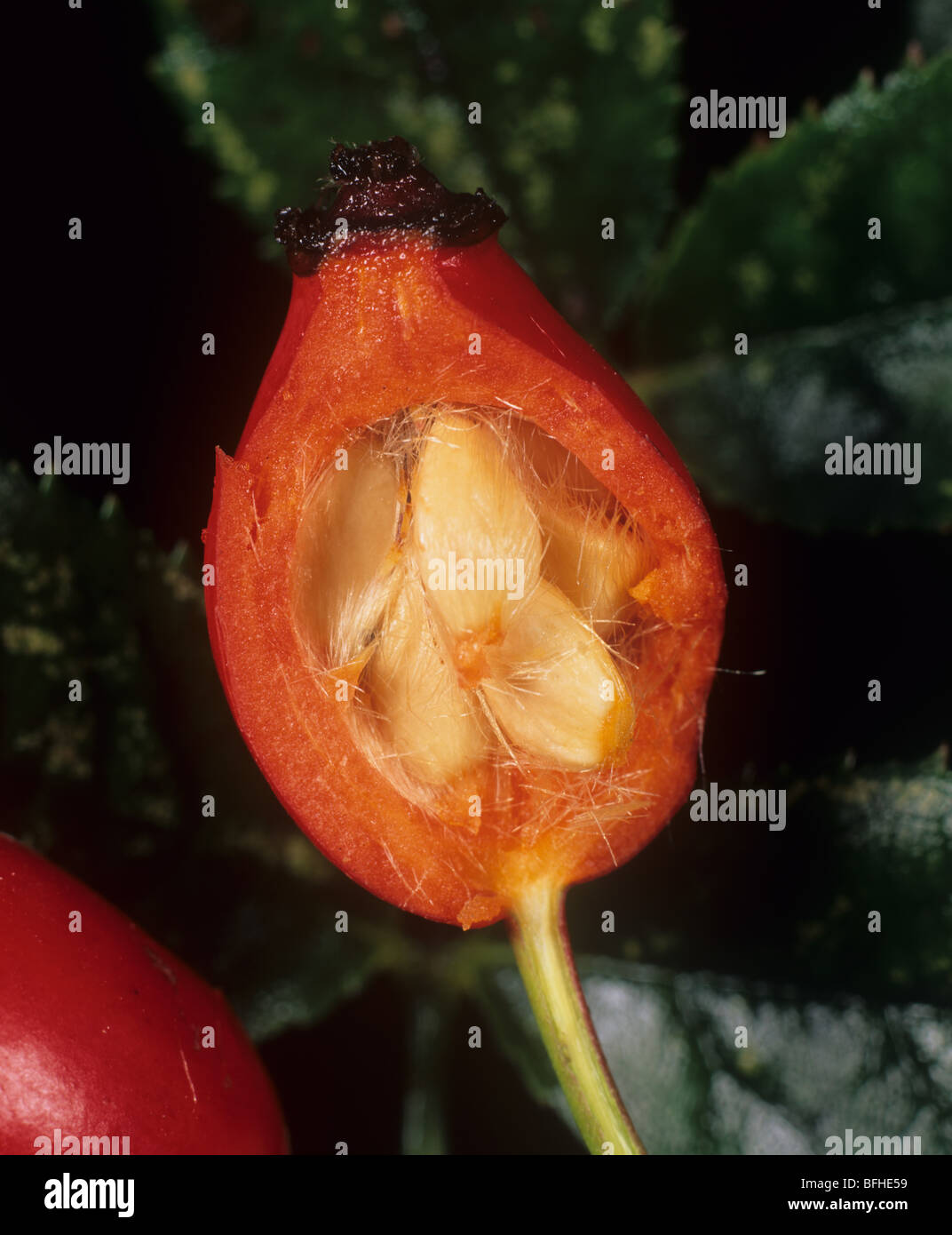 Una sección a través de la cadera de rose madura para mostrar semillas peludas con picazón propiedad Foto de stock