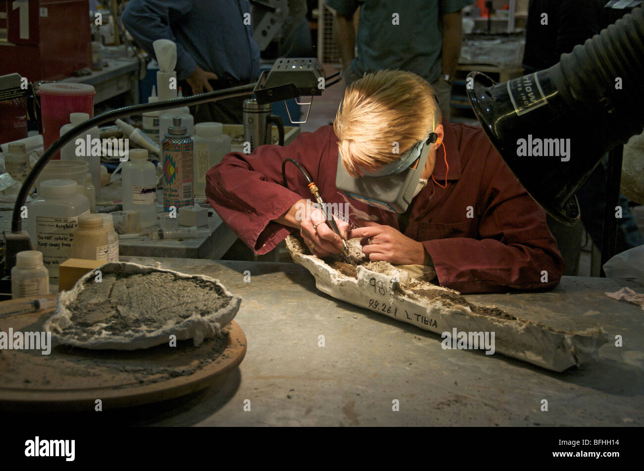 El paleontólogo limpieza de un hueso de dinosaurio. Royal Tyrrell Museum, Drumheller, Alberta, Canadá Foto de stock