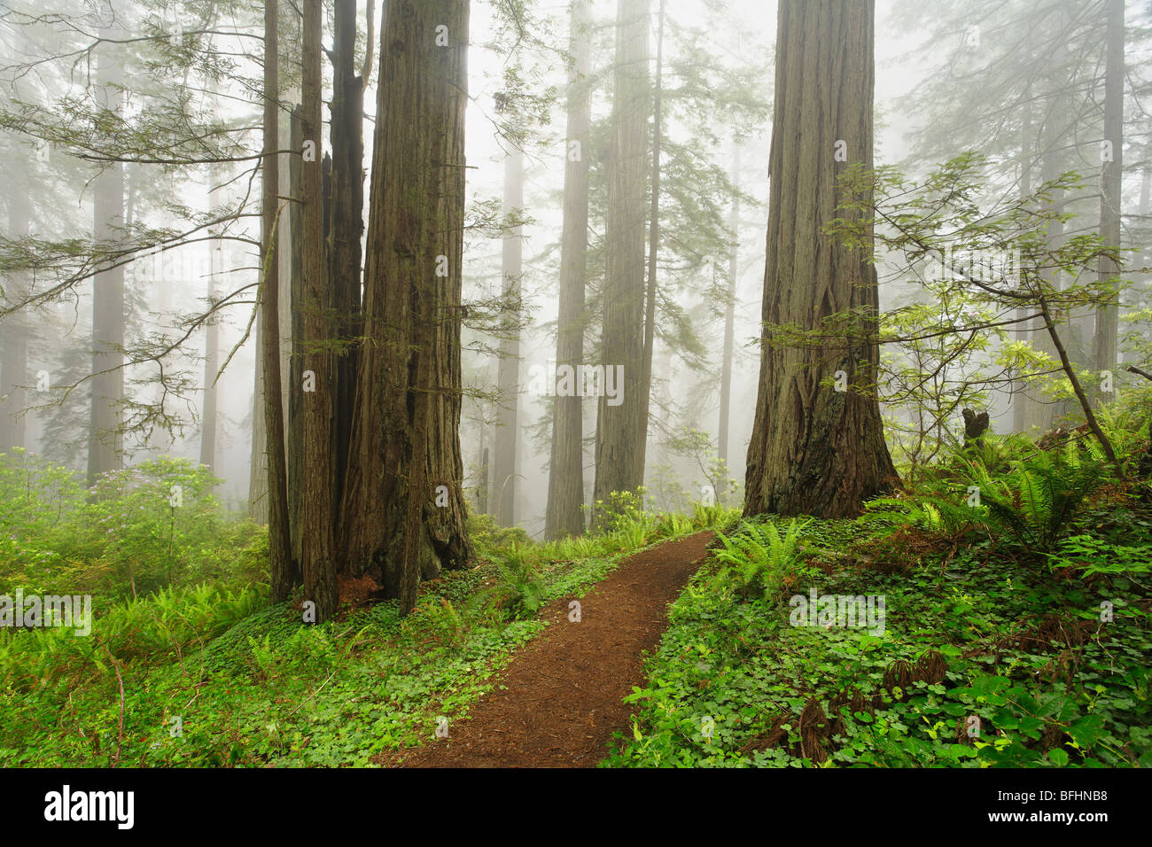 El bosque antiguo camino que corre a través de las altísimas secoyas de Del Norte Costa Redwoods State Park Foto de stock