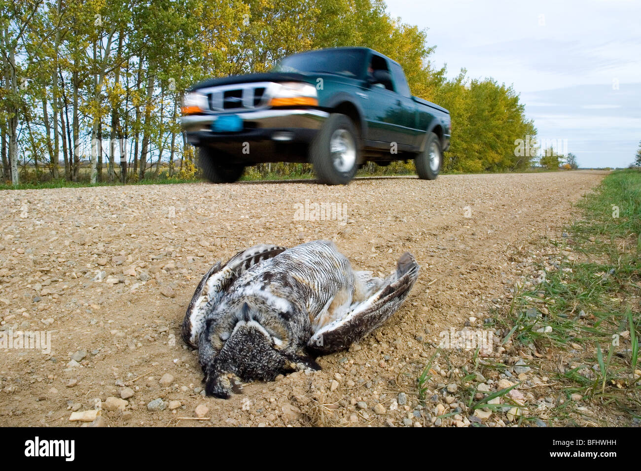 Carretera-muertos gran búho cornudo (Bubo virginianus), rural de Alberta, Canadá Foto de stock