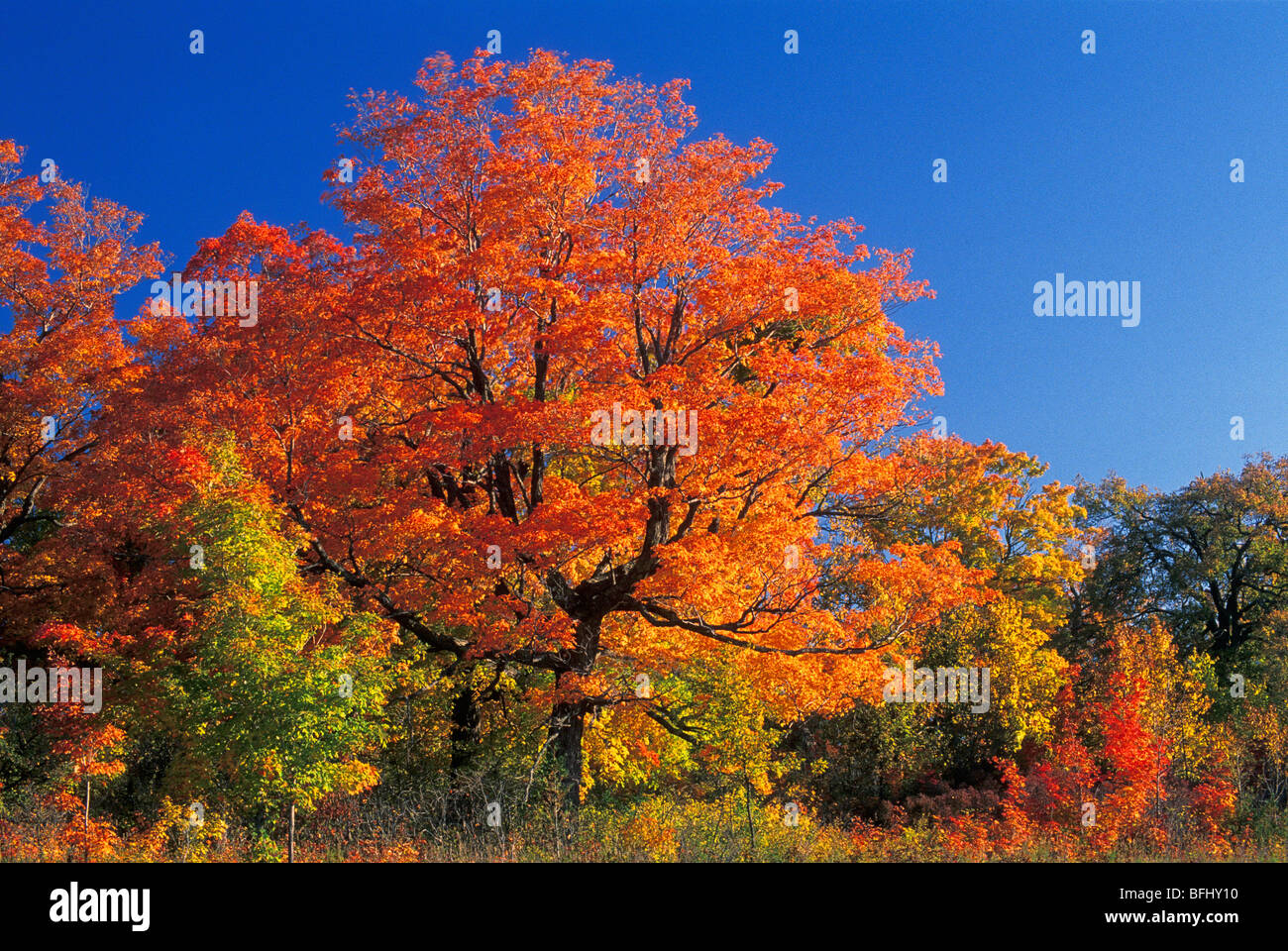Los arces en otoño, el Parque de Gatineau, Quebec, Canadá Foto de stock