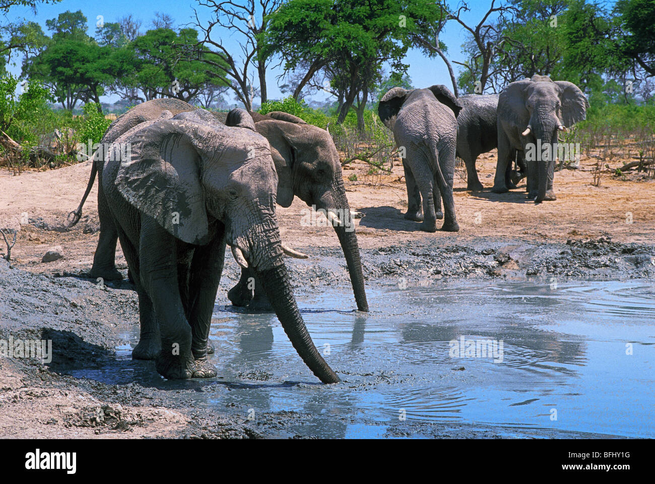 Los elefantes (Los Elephantidae) en el abrevadero, Savuti, el Parque Nacional Chobe, Botswana, África Foto de stock