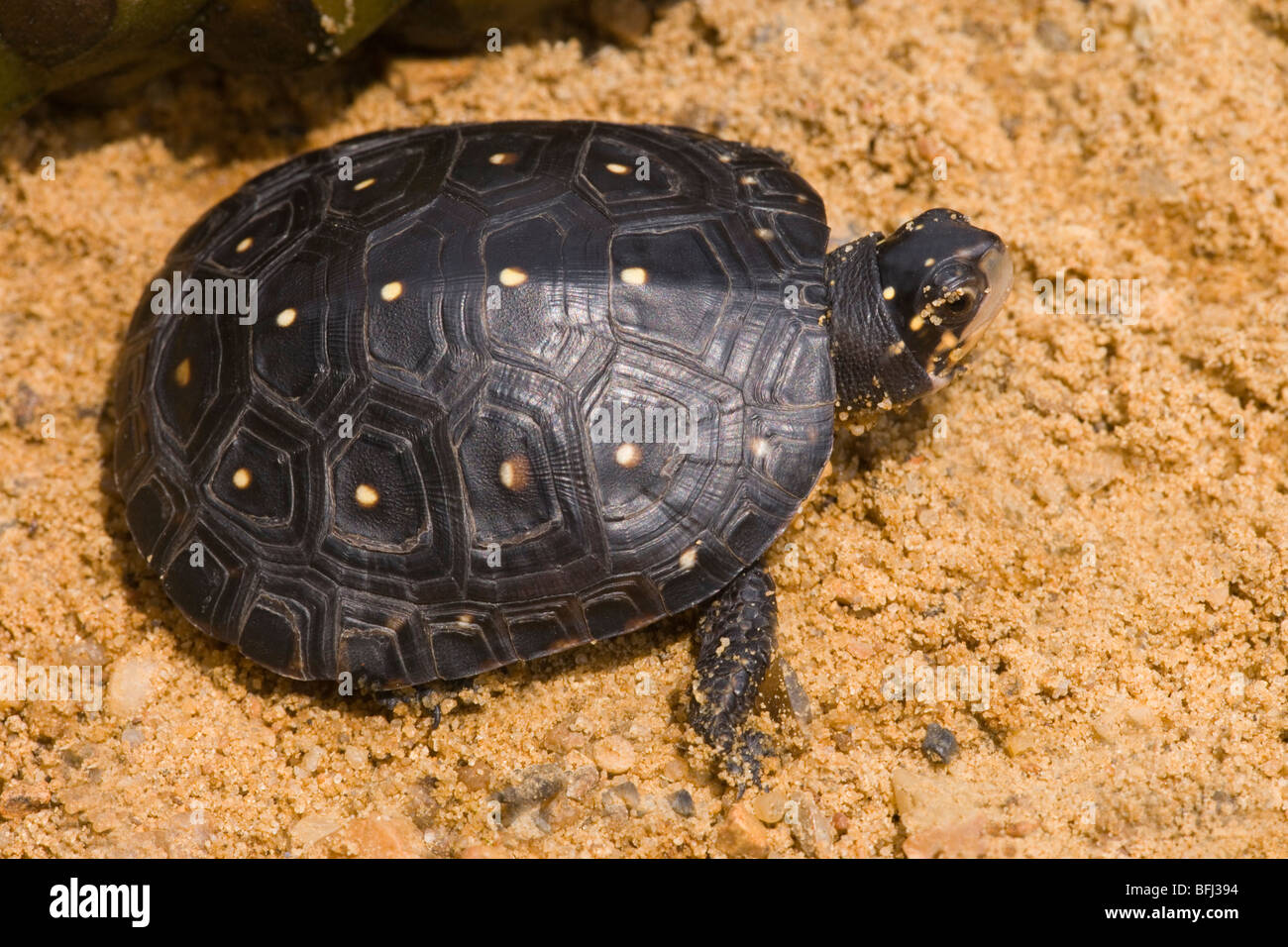 North American tortuga (Clemmys guttata). Distribución noreste de Estados Unidos de América. Foto de stock