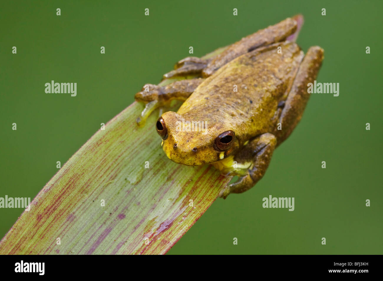 A treefrog encaramado sobre una bromelia en el valle de Tandayapa de Ecuador. Foto de stock