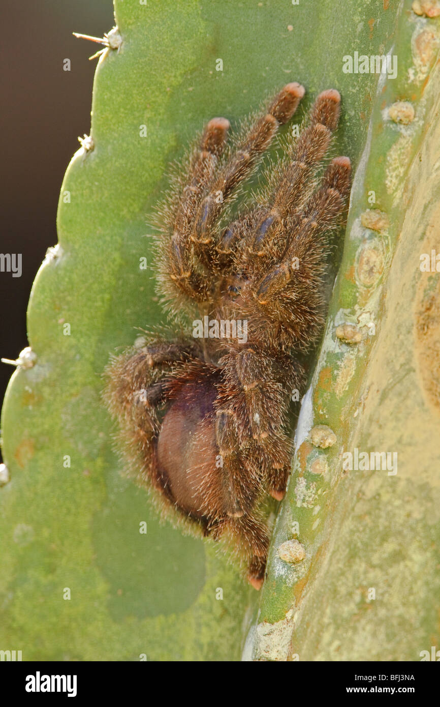 Una tarántula encaramado sobre una planta cerca del río Napo, en la Amazonía del Ecuador. Foto de stock