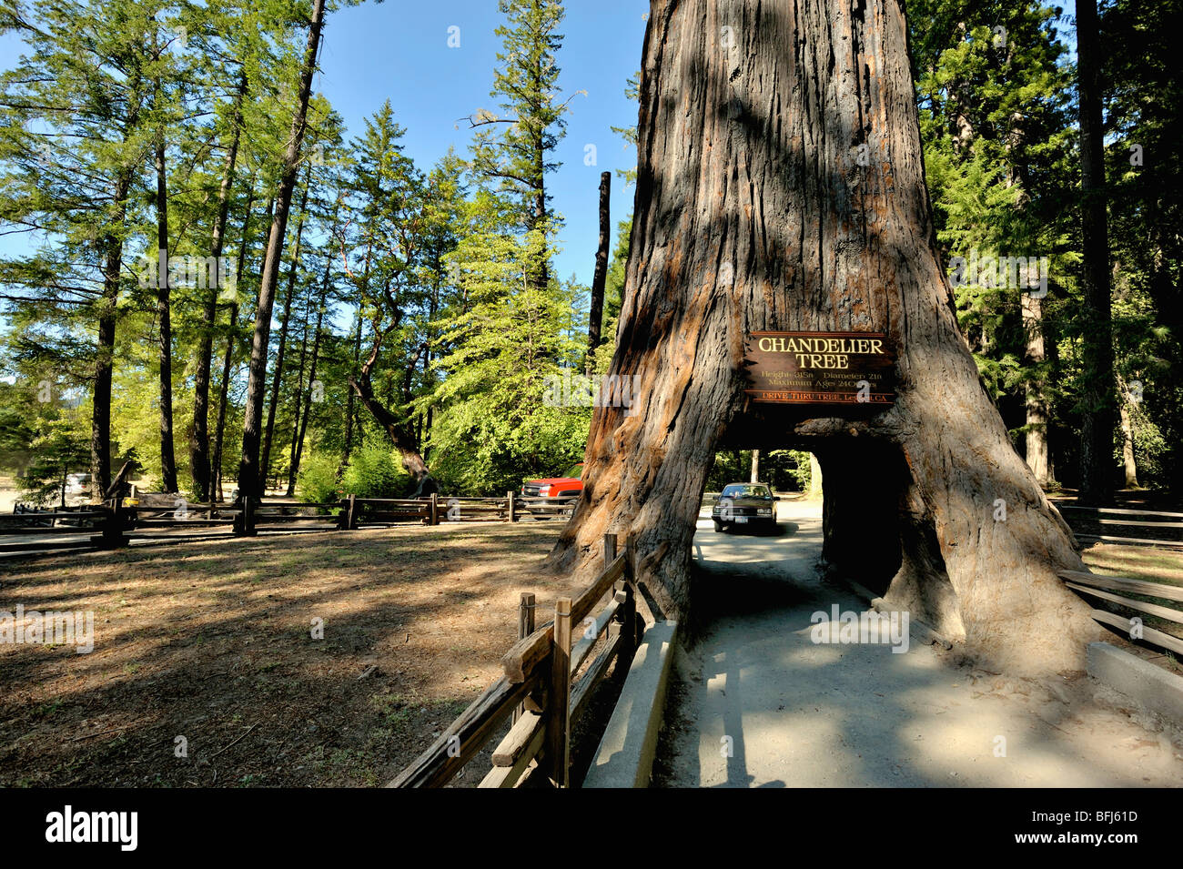Árbol candelabro en la costa norte de bosques de secoyas de California, EE.UU. Foto de stock