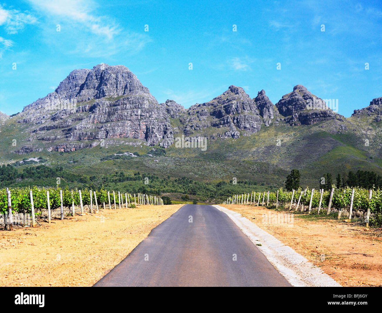 Camino a través de los viñedos, Sudáfrica. Foto de stock