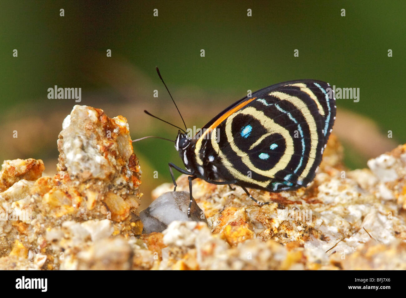 Una mariposa en el Parque Nacional Podocarpus en el sudeste de Ecuador. Foto de stock