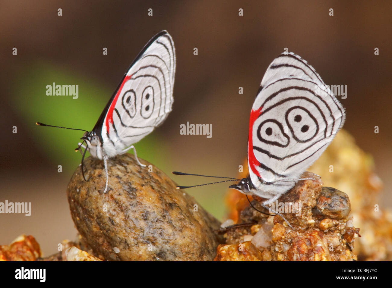 Una mariposa en el Parque Nacional Podocarpus en el sudeste de Ecuador. Foto de stock