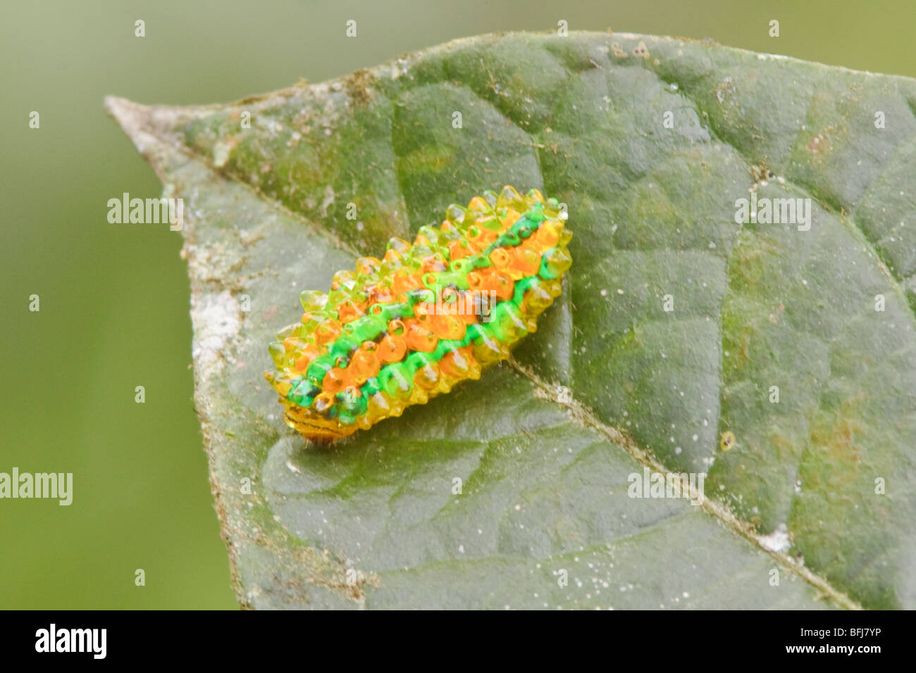 Un Caterpillar en Parque Nacional Podocarpus en el sudeste de Ecuador. Foto de stock