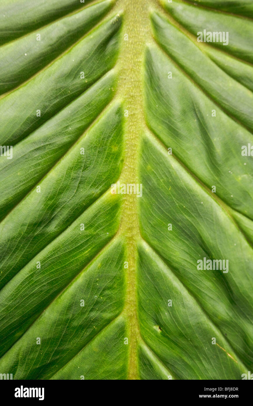 Patrones en la hoja de una planta grande en Ecuador. Foto de stock