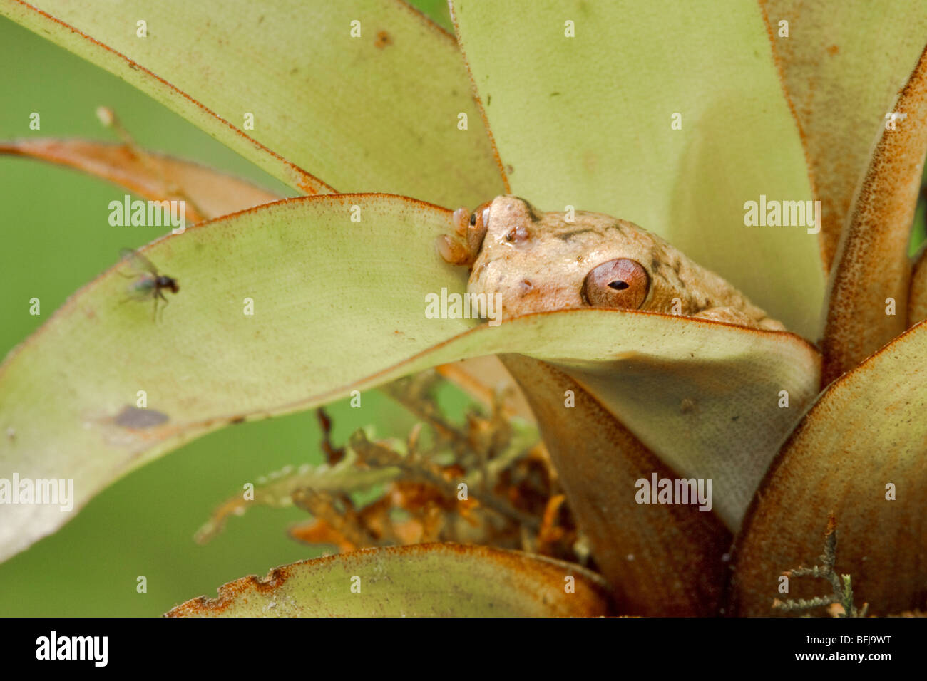 A treefrog encaramado sobre una bromelia en el valle de Tandayapa de Ecuador. Foto de stock