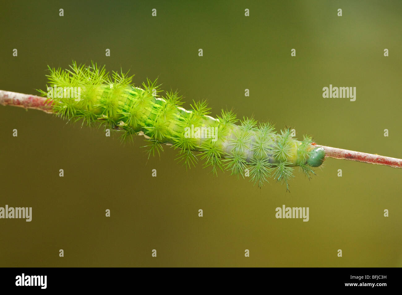 Un caterpillar posado en una rama en la reserva Milpe en el noroeste de Ecuador. Foto de stock