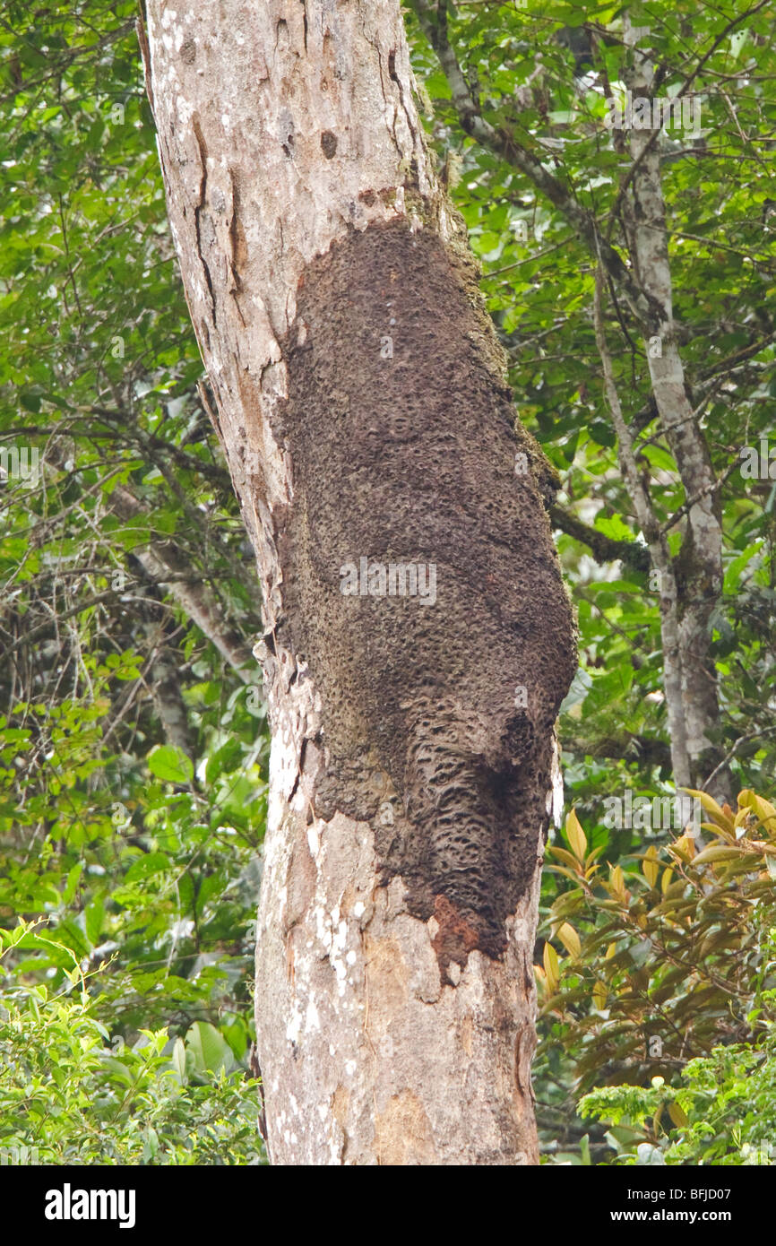 Un nido de termitas en el Parque Nacional Podocarpus en el sudeste de Ecuador. Foto de stock