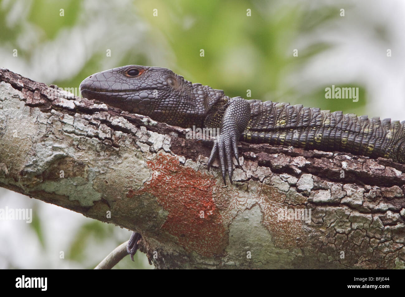 Un gran lagarto posado en una rama propia del sol a lo largo de un arroyo en la Amazonía del Ecuador. Foto de stock