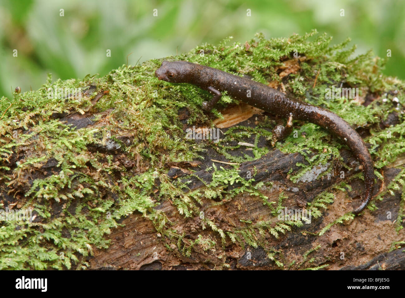 Un ajolote posado sobre una rama de musgo en la Amazonía del Ecuador. Foto de stock